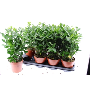 EUONYMUS JAPONICUS