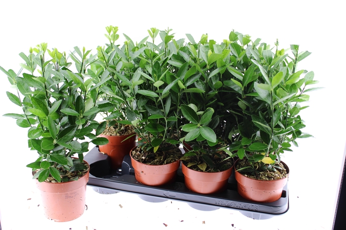 <h4>EUONYMUS JAPONICUS</h4>