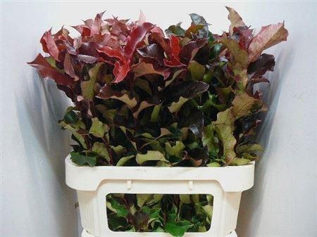 <h4>Photinia Mag Volcano</h4>