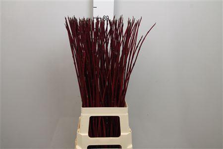 <h4>Cornus Alba Sibirica</h4>