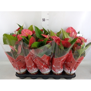 Anthurium andr. 'Success Red'