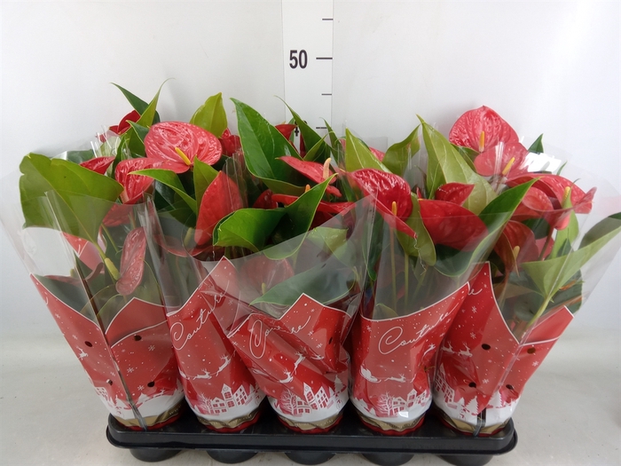 <h4>Anthurium andr. 'Success Red'</h4>