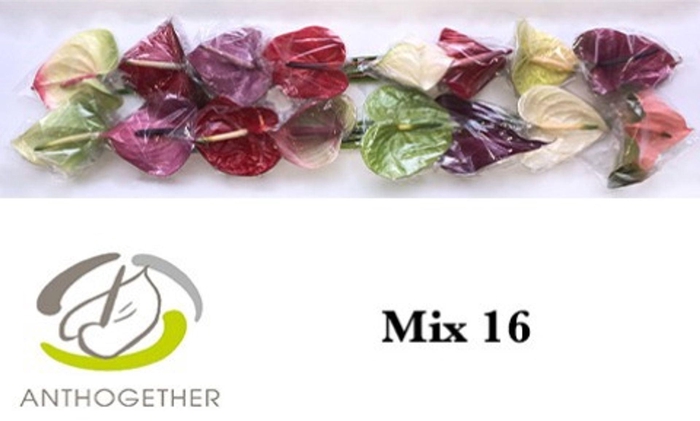 <h4>Anthurium andr. ...mix</h4>