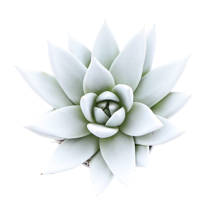 <h4>Echeveria  'Miranda'</h4>