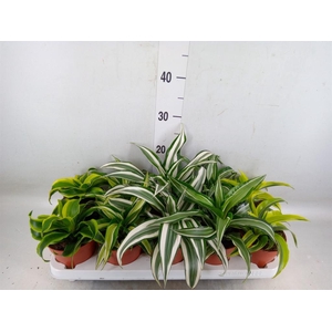 Dracaena   ...mix