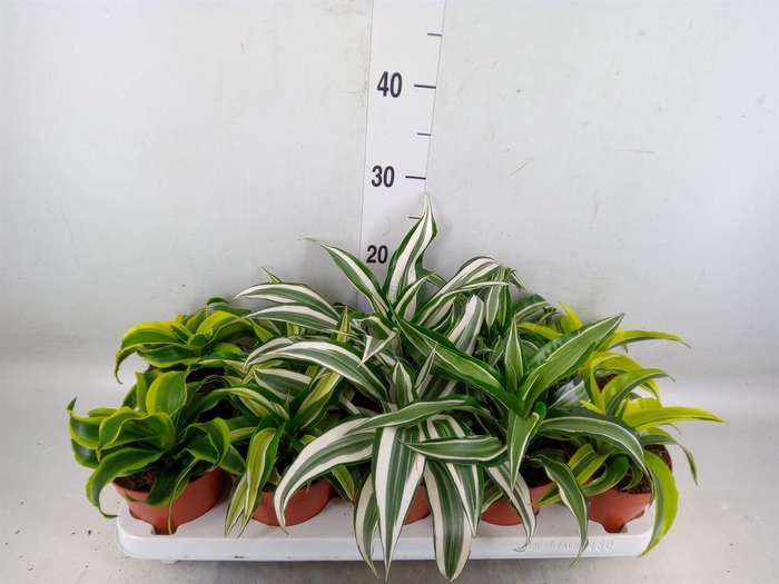 <h4>Dracaena   ...mix</h4>