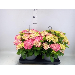 Hydrangea mac. 'Table-Tensia'