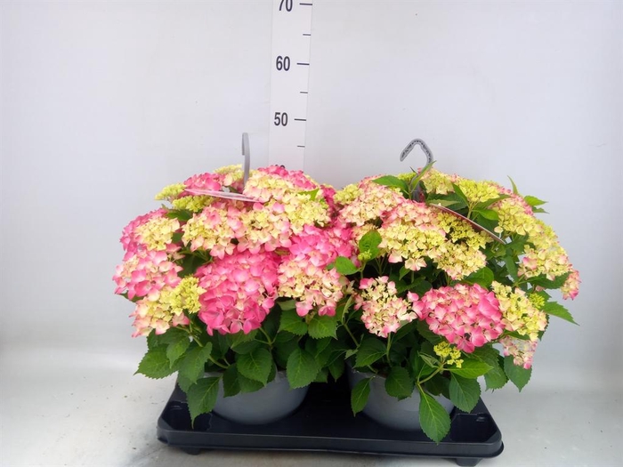 <h4>Hydrangea mac. 'Table-Tensia'</h4>
