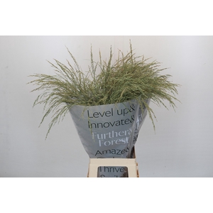 Panicum Dewey Blue