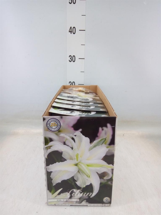 <h4>Flowerbulbs, corns or tubers   ...</h4>