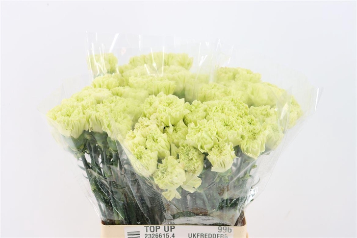 <h4>Di St Goblin</h4>