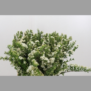 Spiraea Snowmoun