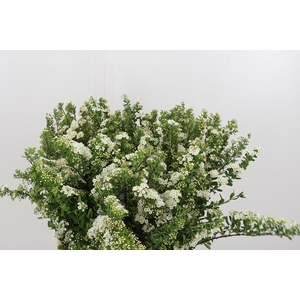 Spiraea Snowmoun