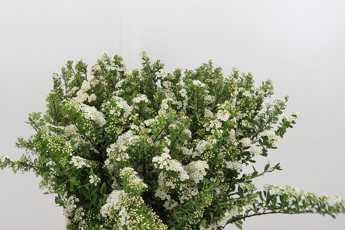 <h4>Spiraea Snowmoun</h4>