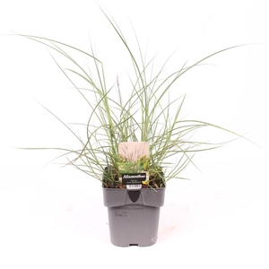 Miscanthus sin. 'Kleine Silberspinne'