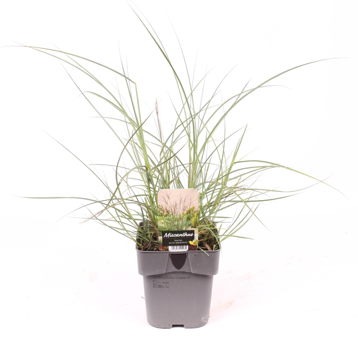<h4>Miscanthus sin. 'Kleine Silberspinne'</h4>