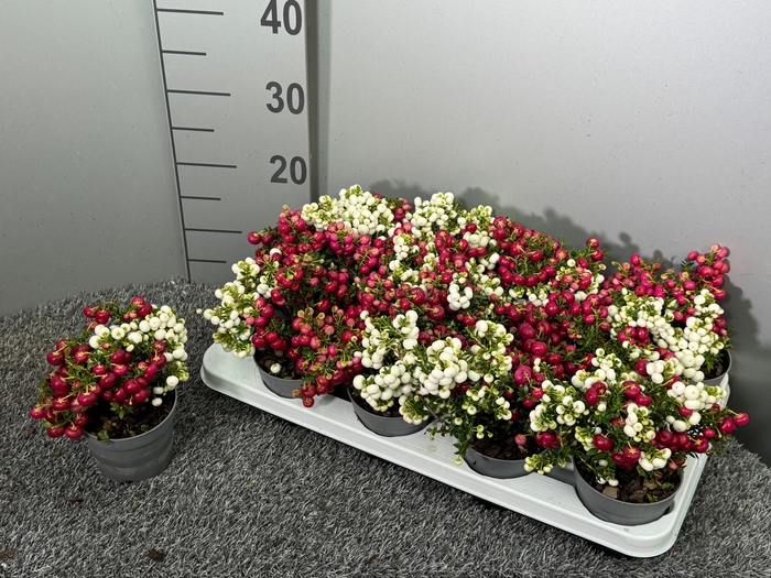 <h4>Pernettya duo</h4>