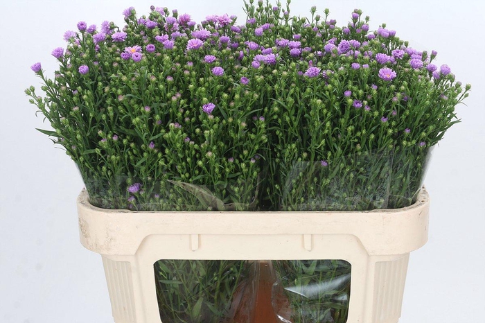 <h4>Aster Casarosa</h4>