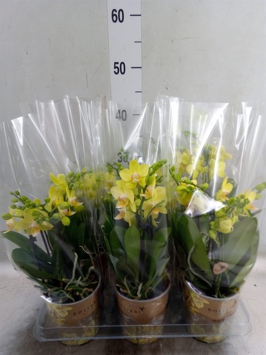 <h4>Phalaenopsis   ...mix</h4>