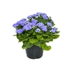 AGERATUM P14 ROXO
