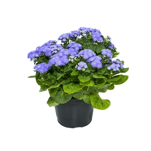 AGERATUM P14 ROXO
