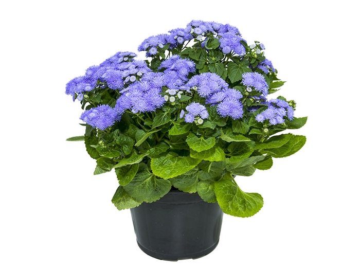 AGERATUM P14 ROXO