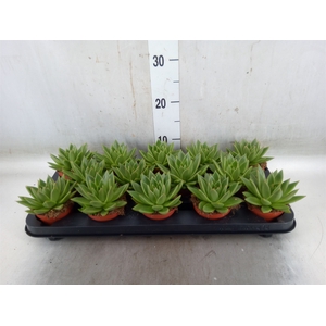 Echeveria  'Miranda'