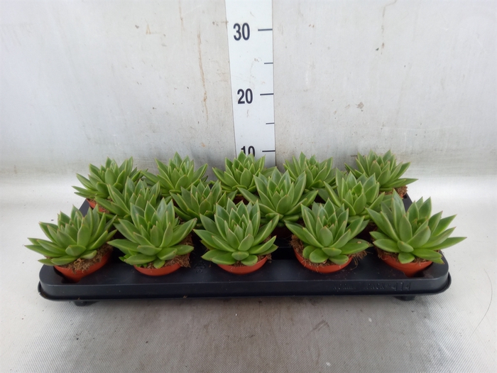 <h4>Echeveria  'Miranda'</h4>