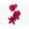 LATHYR RUBY RED