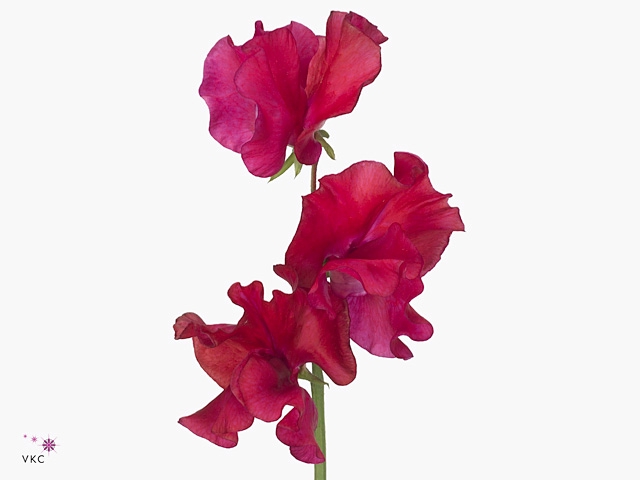 LATHYR RUBY RED