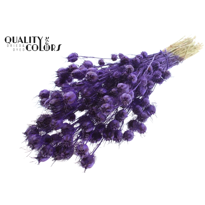 <h4>Nigella per bunch Purple</h4>