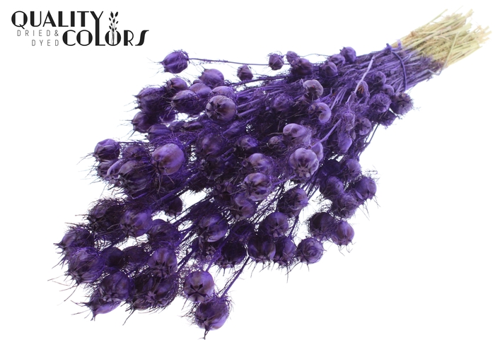 Nigella per bunch Purple