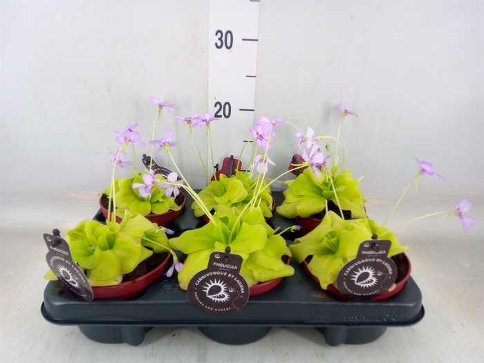 <h4>Vleesetende planten</h4>