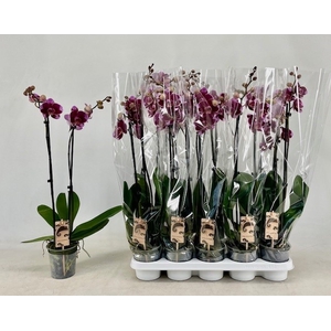 .Phalaenopsis overig paars