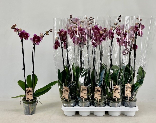 <h4>.Phalaenopsis overig paars</h4>
