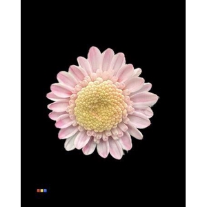 Chr T Stallion Dusty Pastel Pink