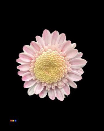 <h4>Chr T Stallion Dusty Pastel Pink</h4>