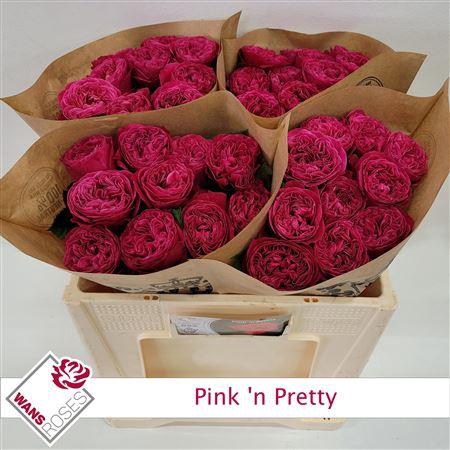 <h4>R Gr Pink N Pretty</h4>