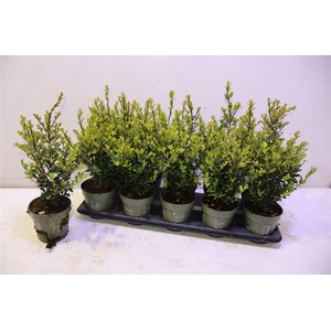 Ilex Crenata Jenny