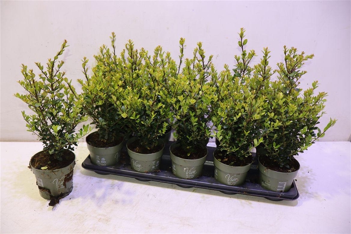 <h4>arr8 Ilex Crenata Jenny</h4>