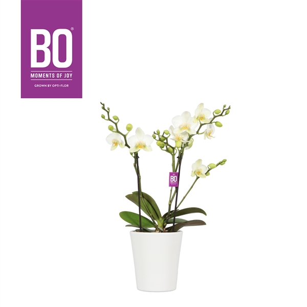 <h4>Flora P12 BO White 2 spike in Zoë White</h4>