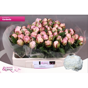 PAEO L GARDENIA