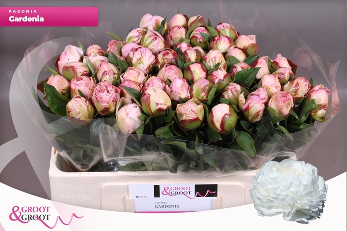 <h4>PAEO L GARDENIA</h4>