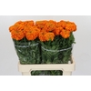 Tagetes Marigold Promise Orange
