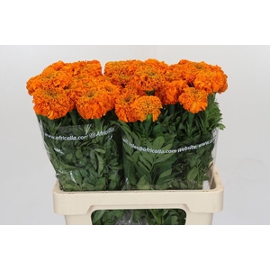 Tagetes Marigold Promise Orange