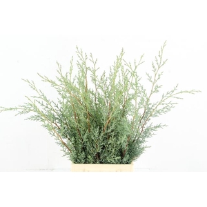 CONIFEER ARIZONICA PER BUNCH