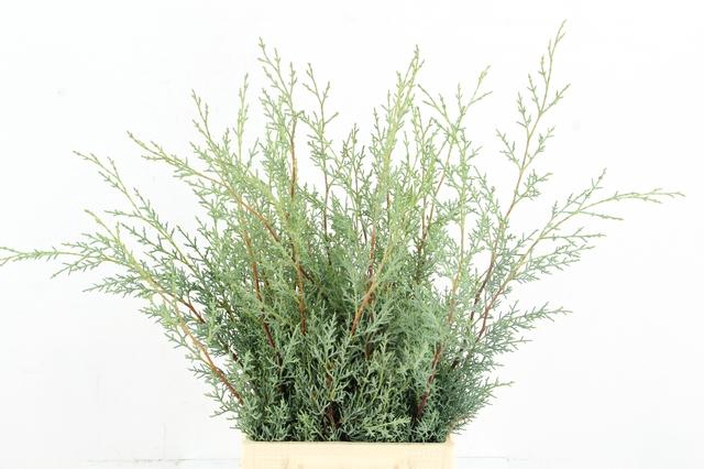 <h4>CONIFEER ARIZONICA PER BUNCH</h4>