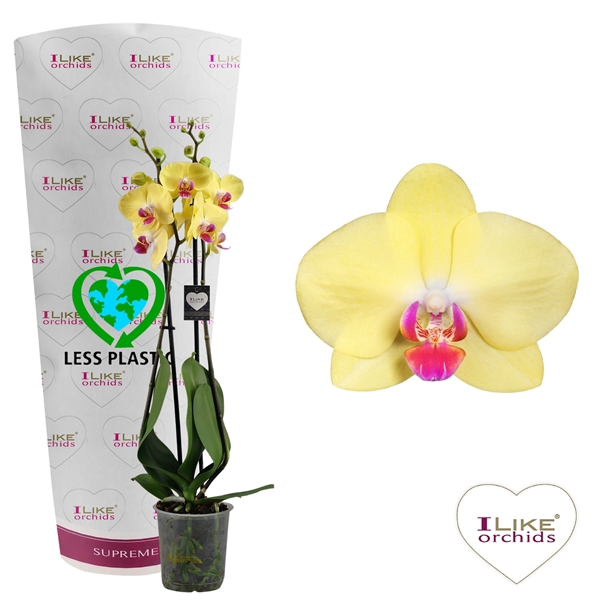 <h4>Phalaenopsis Miraflore - 2 tak 70cm (Less Plastic)</h4>