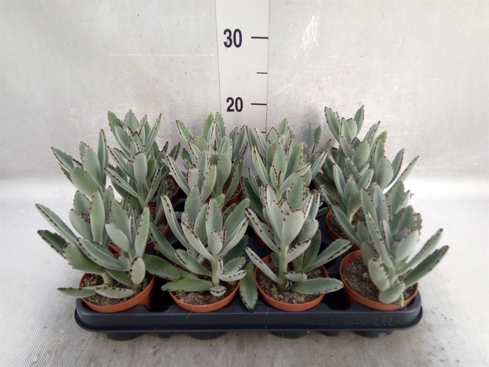 Kalanchoe NF tomentosa