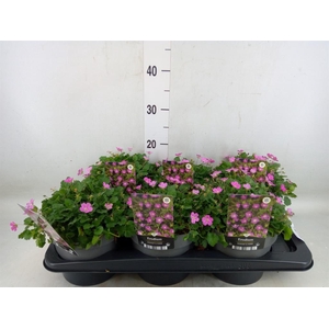 Erodium variabile 'Bishops Form'